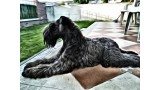 Kerry Blue Terrier. Jr.Ch. La Cadiera Felicity