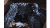 Kerry Blue Terrier. Camada 2W. 
