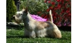Scottish Terrier.  Ch. Arabella`s King Of Magic. Scottish Terrier.  Ch. Arabella`s King Of Magic.