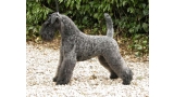 Kerry Blue Terrier. Multi Ch. La Cadiera Estela Plateada. Kerry Blue Terrier. Multi Ch. La Cadiera Estela Plateada.