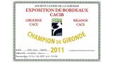 Kerry Blue Terrier. Gironde Ch. Simply the Best de La Cadiera.