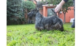 Scottish Terrier.  Ch. Lady Pandora De Treysas.