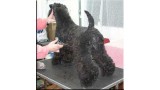 Kerry Blue Terrier.