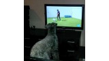 Kerry Blue Terrier. Ekstrim Show Norway de La Cadiera.