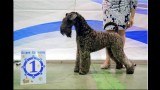 Kerry Blue Terrier. La Cadiera Fenomeno Azul. Junior Champion. 
