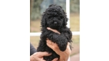 Caniche. Camada 3N. La Cadiera Nicodemo con 6 semanas. Caniche. Camada 3N. La Cadiera Nicodemo con 6 semanas.