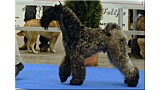 Quid El, de La Cadiera. Kerry Blue Terrier. Quid El  de La Cadiera.