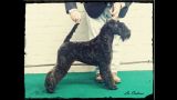 Kerry Blue Terrier. Ch. La Cadiera Estela Plateada. Exc. 1 - CCJ - BOB. 