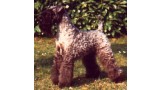 Kerry Blue Terrier. Multi Ch. Louisburgh Tur Ceatha
