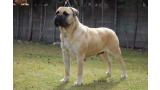 Bullmastiff.  Ch. Gea De Car. Bullmastiff.  Ch. Gea De Car.