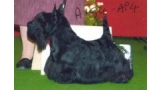 Scottish Terrier. So What Excalibur. Scottish Terrier. So What Excalibur.