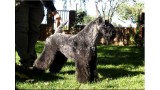Kerry Blue Terrier. Multi Ch. Lolita de La Cadiera at Bluemont