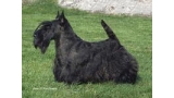 Scottish Terrier. Dundee Looks Like Ebony. Scottish Terrier. Dundee Looks Like Ebony.