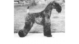 Kerry Blue Terrier.  Ch. Louisburgh Giro At Rismont.
