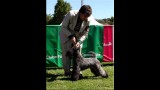 Kerry Blue Terrier. Ch. Multi Ch. Quinta Esencia de La Cadiera. Exc. 1ª-CAC-CACIB y BOB. 