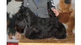 Scottish Terrier. De Magic Illusions Acdc At Treysas´s. Scottish Terrier. De Magic Illusions Acdc At Treysas´s.