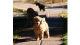 Caniche. Camada 3L. La Cadiera Leonidas con 2 meses. Caniche. Camada 3L. La Cadiera Leonidas con 2 meses.