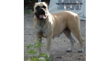 Bullmastiff. Tuffnell Lady Hawk.