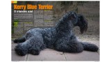 Kerry Blue Terrier. Ch. Leto Atreides de La Cadiera.