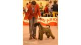 Kerry Blue Terrier.  Jr. Ch. La Cadiera Felicity. BOS Madrid.