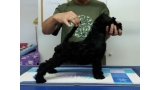 Kerry Blue Terrier. La Cadiera Imperator. 2 months old.