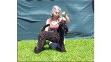 Kerry Blue Terrier. La Cadiera Geisha. 
