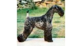 Kerry Blue Terrier. Louisburgh Giro at Rismont