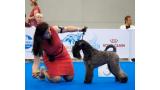 Kerry Blue Terrier.  Ch. La Cadiera Fenomeno Azul.