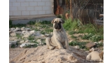 Bullmastiff. Artemisa De El Tiaso.