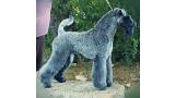 Kerry Blue Terrier.  Ch. Angus de Liott.