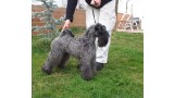 Kerry Blue Terrier.  Ch. La Cadiera Felicity. Kerry Blue Terrier.  Ch. La Cadiera Felicity.