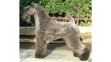 Kerry Blue Terrier.  Ch. Edbrios Mata Hari.