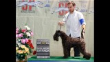 Kerry Blue Terrier. Ch. La Cadiera Diamonds Are Forever. Exc. 1ra-CAC-CACIB y BOB. 