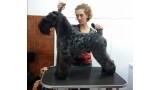 Kerry Blue Terrier.