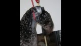 Kerry Blue Terrier. La Cadiera Fenomeno Azul. Exc. 1º - CCJ - BOB Clase Jovenes. 