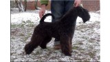 Kerry Blue Terrier. Ch. Bluemont Analivia Purabella at La Cadiera. Kerry Blue Terrier. Ch. Bluemont Analivia Purabella at La Cadiera.