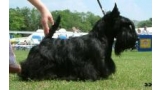 Scottish Terrier. Berrybreeze Illumination. Scottish Terrier. Berrybreeze Illumination.
