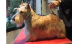 Scottish Terrier. Killisport Lady Casandra.