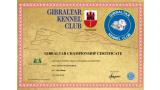 Kerry Blue Terrier.  Gibraltar Ch. Bluemont Analivia Purabella at La Cadiera.