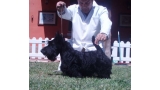Scottish Terrier. Eversouth As Good As It Is.