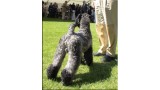 Kerry Blue Terrier. Ch. Leto Atreides de La Cadiera.