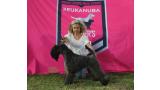 Kerry Blue Terrier.  Ch. La Cadiera Geisha. Exc. 1a CAC CACIB BOS Lisbon Winner.