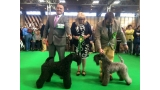 Kerry Blue Terrier.