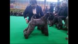Kerry Blue Terrier. Ch. Viña Urdina de La Cadiera. Exc. 4 Reserve Bitch. 