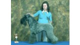 Ch. Dandy Black & Blue Maestro. Kerry Blue Terrier. Ch. Dandy Black   Blue Maestro.