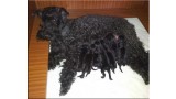Kerry Blue Terrier. Camada 3C. 