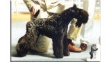 Kerry Blue Terrier. Triana Pura de La Cadiera at Del Besaya. 