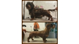 Trabajo con Teckel de pelo duro.