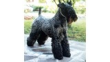 Kerry Blue Terrier. Nostraw Bo Didley.