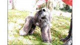 Kerry Blue Terrier. Ch. Yaztal de La Cadiera. 